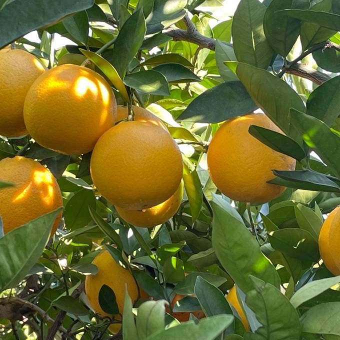 Golden oranges on the tree