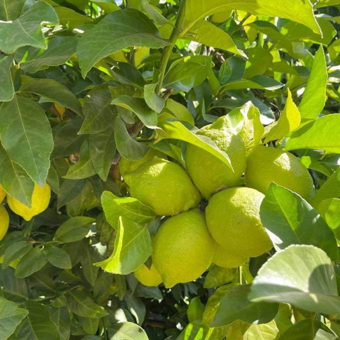 Lemons ripening in the orchard