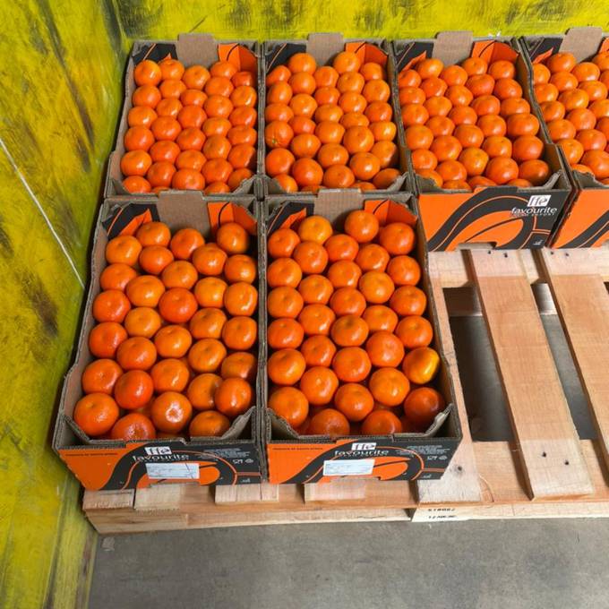 Trays of soft citrus stacked in the packhouse