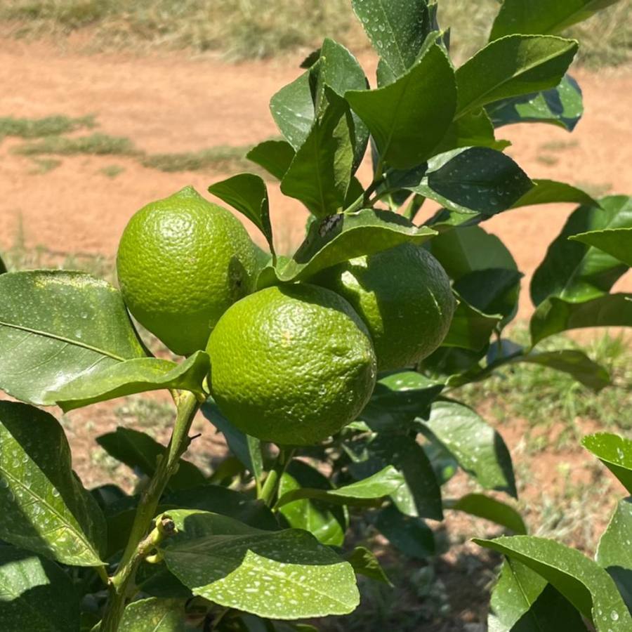 Young citrus trees along an orchard road