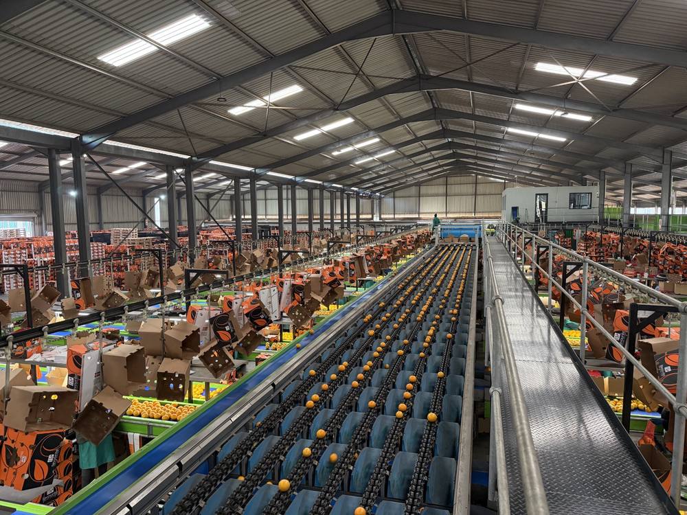 The FFE packing line sorting citrus into branded export cartons